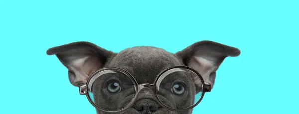 可爱有趣的美国公牛犬 只有一半的脸暴露 戴着眼镜 蓝色背景的摄像头 — 图库照片
