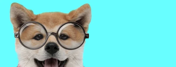 青を背景にカメラやパンツ 眼鏡をかけて隠れている愛らしい秋田犬 — ストック写真