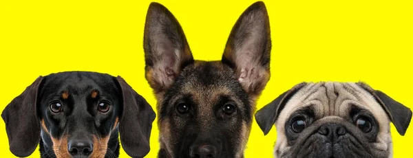 由一条Teckel狗 一条德国牧羊犬和一条排成一排的帕格狗组成的三只可爱的小狗正从黄色的背景向前看 — 图库照片