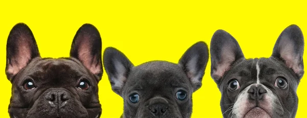 French Bulldog Dogs Standing Next Each Other Looking Camera Yellow — Stock Photo, Image