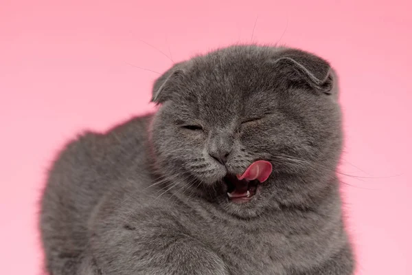 Прелестная Шотландская Кошечка Лижет Нос Высовывает Язык Лежа Розовом Фоне — стоковое фото