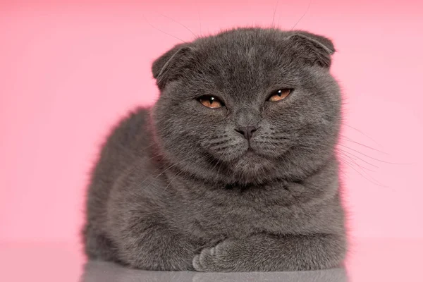 Bonito Escocês Ouro Gatinho Deitado Relaxante Fundo Rosa — Fotografia de Stock