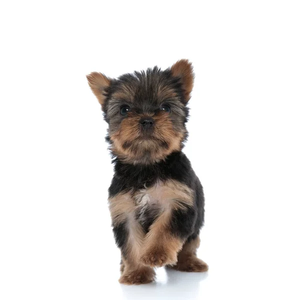 Aranyos Yorkshire Terrier Felnéz Séta Elszigetelt Fehér Háttér — Stock Fotó