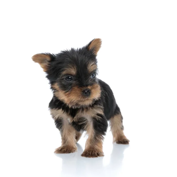 Cute Yorkshire Terrier Looking Side Walking Isolated White Background — Stock Photo, Image