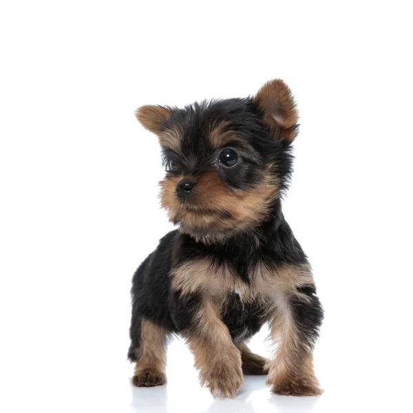 Schattig Yorkshire Terrier Zoek Naar Kant Lopen Geïsoleerd Witte Achtergrond — Stockfoto