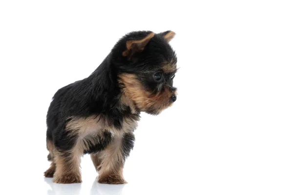 Neugieriger Yorkshire Terrier Schaut Zur Seite Und Erkundet Steht Isoliert — Stockfoto