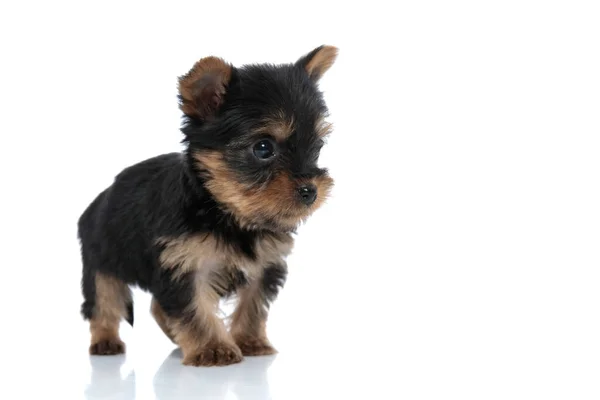 Adorable Yorkshire Terrier Looking Side Walking Isolated White Background — Stock Photo, Image