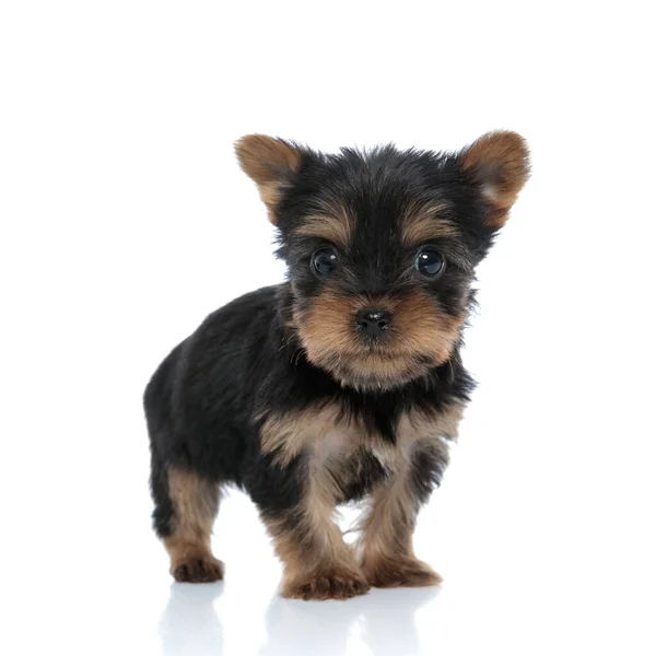 Verängstigter Yorkshire Terrier Sieht Verängstigt Aus Und Steht Isoliert Auf — Stockfoto