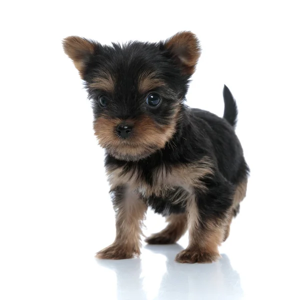 Adorable Yorkshire Terrier Walking Standing Isolated White Background — Stock Photo, Image