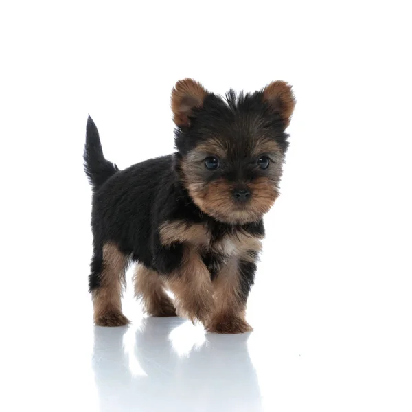 Adorable Yorkshire Terrier Searching Walking Isolated White Background — Stock Photo, Image