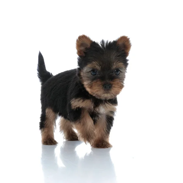 Adorable Yorkshire Terrier Recherche Marche Isolé Sur Fond Blanc — Photo