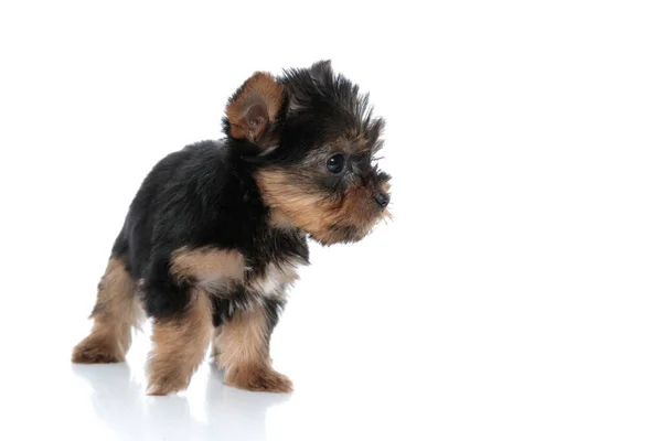 Liten Söt Yorkshire Terrier Tittar Sidan Och Promenader Isolerad Vit — Stockfoto