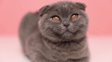 Küçük İskoç kedisi yavaşça gözlerini kapatıyor, neredeyse uykuya dalıyor, pembe arka planda uzanıyor.