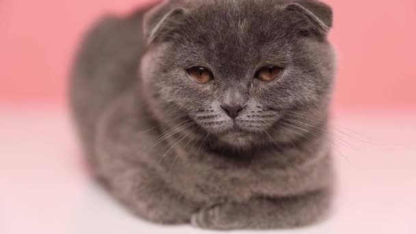 Kleine Entzückende Scottish Fold Katze Legt Sich Hin Öffnet Ihre — Stockvideo