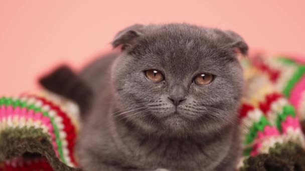 Lindo Poco Escocés Doblez Gato Mirando Alrededor Cerrando Los Ojos — Vídeos de Stock