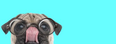 Tatlı komik Pug köpeği burnunu yalıyor, yüzünü kameradan saklıyor ve mavi arka planda gözlük takıyor.
