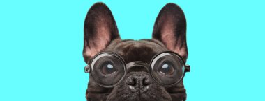 Yüzünü kameradan saklayan, mavi arka planda gözlük takan genç bir Fransız Bulldog köpeği.