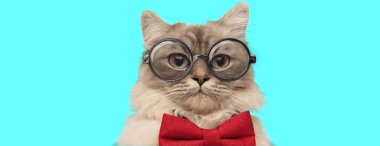 Mavi arka planda gözlüklü kırmızı papyon takan komik, genç bir metis kedisi.