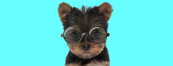 Mladý Roztomilý Yorkshirský Teriér Pes Sedí Nosí Brýle Dívá Kameru — Stock fotografie