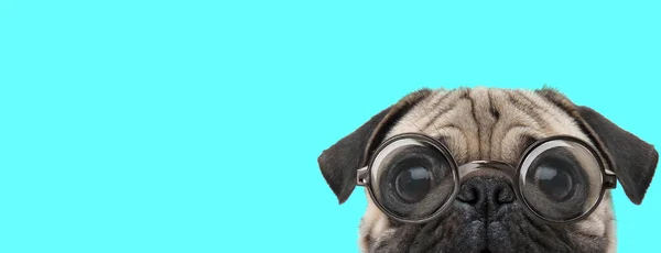 可爱而害怕的帕格狗躲在摄像机前 带着一副蓝色背景的眼镜 — 图库照片
