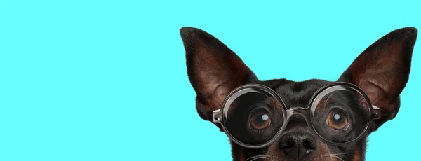 Cute Funny Pincher Dog Hiding His Face Camera Wearing Eyeglasses — Stock Photo, Image