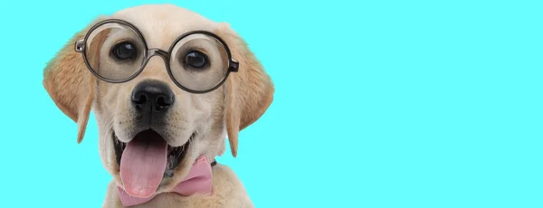 Nerdy Χαριτωμένο Λαμπραντόρ Retriever Σκυλί Φορώντας Ροζ Παπιγιόν Γυαλιά Εξέχουν — Φωτογραφία Αρχείου