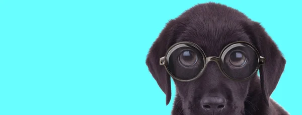 Kleine Labrador Retriever Hündin Sitzt Mit Brille Vor Blauem Hintergrund — Stockfoto