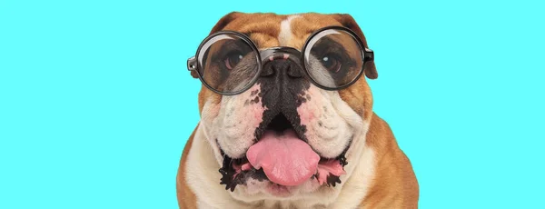 Nerdy Lustige Englische Bulldogge Streckt Seine Zunge Trägt Eine Brille — Stockfoto