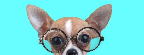 Cute Nerdy Chiwawa Dog Half Face Hidden Wearing Eyeglasses Looking — Stock Photo, Image