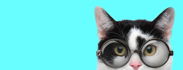 顔の半分しか青い背景に露出していない眼鏡をかけたオタクの面白いメティ猫 — ストック写真