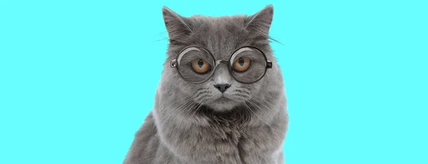 Молодий Веселий Британський Довгошерстий Кіт Дивиться Камеру Великими Очима Окулярах — стокове фото