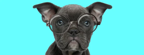 Genç Amerikalı Zorba Köpek Kameraya Bakıyor Gözlük Takıyor Mavi Arka — Stok fotoğraf