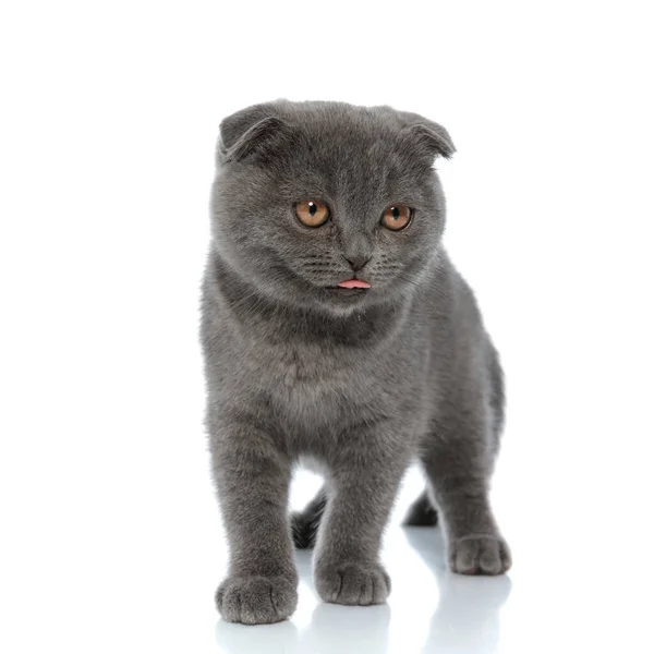 Rozkošný Skotský Složit Kočička Vyčnívající Jazyk Stojí Izolované Bílém Pozadí — Stock fotografie