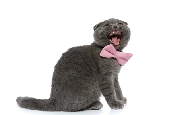 Small Scotish Fold Cat Wearing Pink Bowtie Meowning Sitting Isolated — Stock Photo, Image