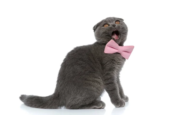 Little Scotish Fold Kitty Wearing Pink Bowtie Meowning Walking Isolated — Stock Photo, Image