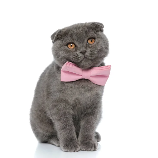 Bonito Escocês Dobra Gatinho Vestindo Rosa Bowtie Olhando Para Longe — Fotografia de Stock