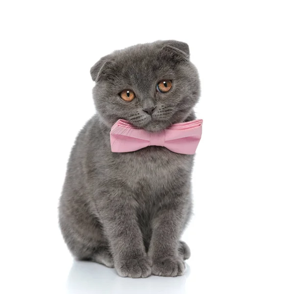 Pequeno Escocês Dobra Pussycat Vestindo Rosa Bowtie Olhando Para Lado — Fotografia de Stock