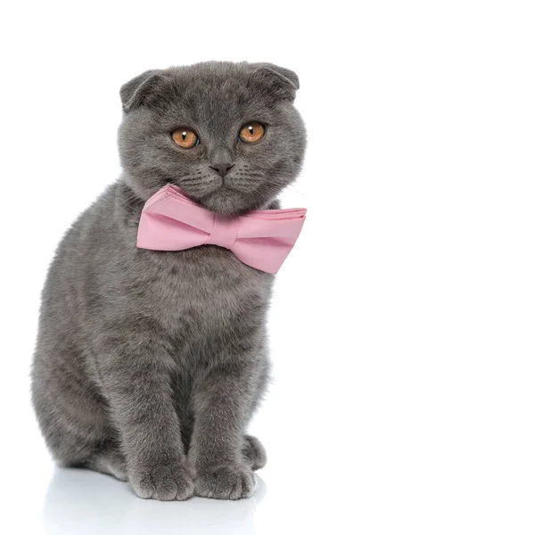 Entzückende Schottische Faltkatze Trägt Rosa Fliege Und Sitzt Isoliert Auf — Stockfoto