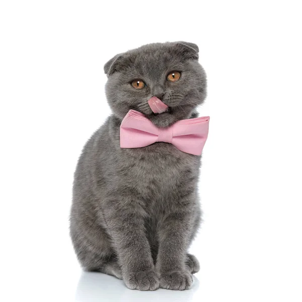 Bonito Escocês Dobrar Kitty Lambendo Nariz Vestindo Rosa Bowtie Sentado — Fotografia de Stock