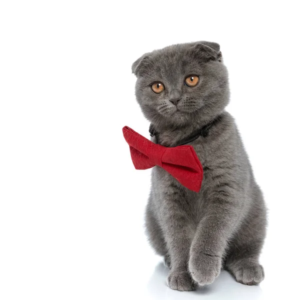Чарівна Шотландська Складчаста Кошеня Червоній Краватці Ходьбі Ізольована Білому Тлі — стокове фото