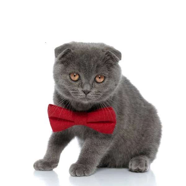 Чарівна Шотландська Складчаста Кішка Червоній Краватці Сидить Ізольовано Білому Тлі — стокове фото