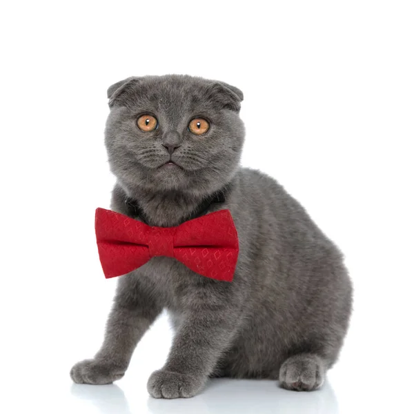 Pequeno Escocês Dobra Gatinho Olhando Para Cima Vestindo Bowtie Vermelho — Fotografia de Stock