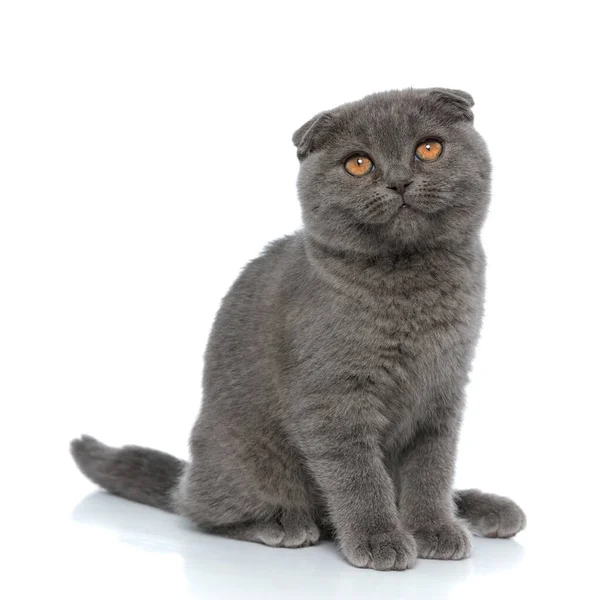 Malé Skotské Složit Kočka Vzhlíží Sedí Izolované Bílém Pozadí — Stock fotografie