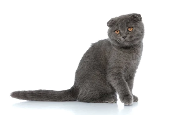 Πλαϊνή Άποψη Του Σκοτσέζικο Φορές Γάτα Κοιτάζοντας Μακριά Και Κάθεται — Φωτογραφία Αρχείου