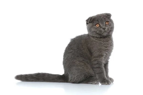 Bedårande Scotish Fold Katt Tittar Sidan Och Sitter Isolerad Vit — Stockfoto