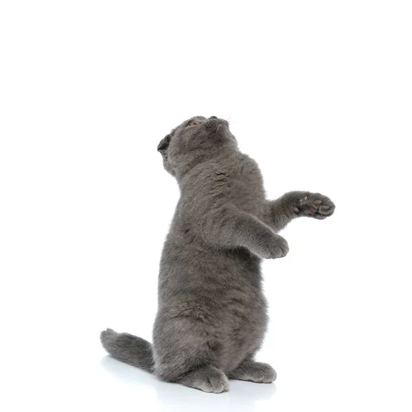 Sevimli Skoç Kedicik Yukarı Bakıyor Beyaz Arka Planda Tek Başına — Stok fotoğraf