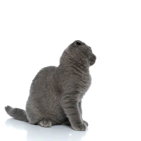 Small Scotish Fold Cat Looking Side Sitting Isolated White Background — Stock Photo, Image