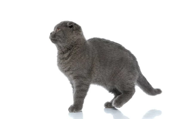 Χαριτωμένο Σκοτσέζικο Φορές Γάτα Κοιτάζοντας Προς Πλάγια Και Περπάτημα Απομονώνονται — Φωτογραφία Αρχείου