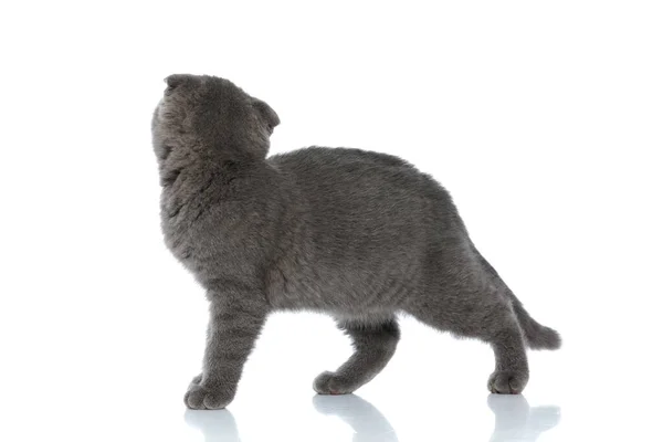 小巧的苏格兰折叠式猫咪的侧视图 它把视线移开 在白色的背景上独立行走 — 图库照片