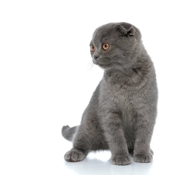 Bedårande Scotish Fold Katt Tittar Sidan Och Står Isolerad Vit — Stockfoto